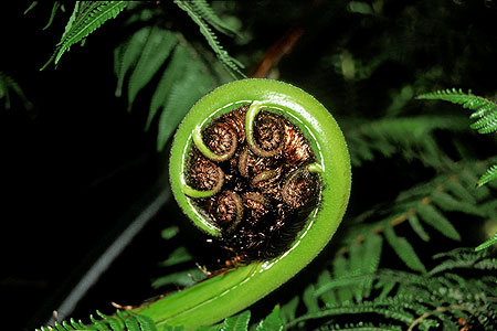 New Zealand fern frond unfolding